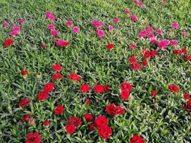 Dianthus -karanfil Dianthus - karanfil, više boja I klasa