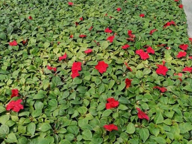 Impatiens - Lepi Jova Impatiens - lepi Jova, više boja I klasa