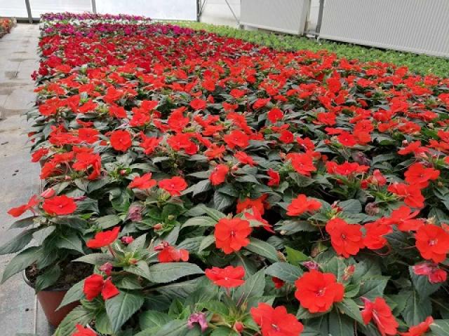 Senpatiens Senpatiens, I klasa