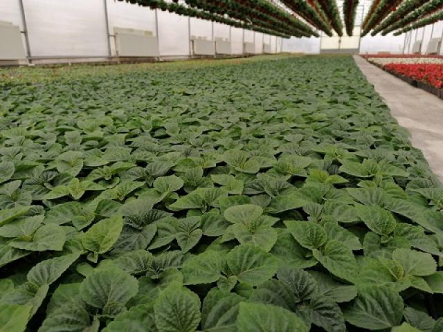 Salvia Rasad Salvja, više boja, I klasa