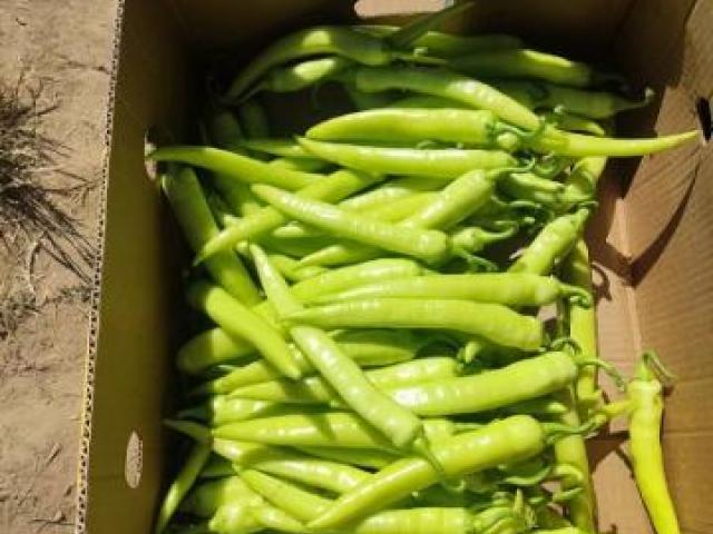 začinska paprika ljuta
