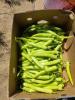 začinska paprika ljuta