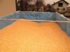 Novi rod kukuruza u zrnu, veštački sušen,1000 kg, cena 17,00 po kg