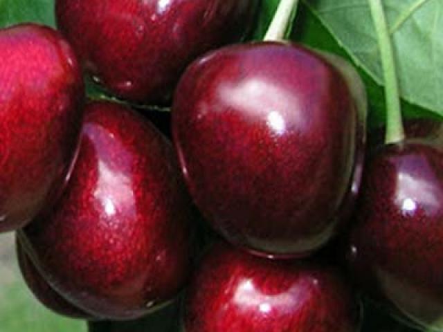 Carmen cherry