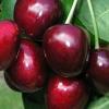 Carmen cherry